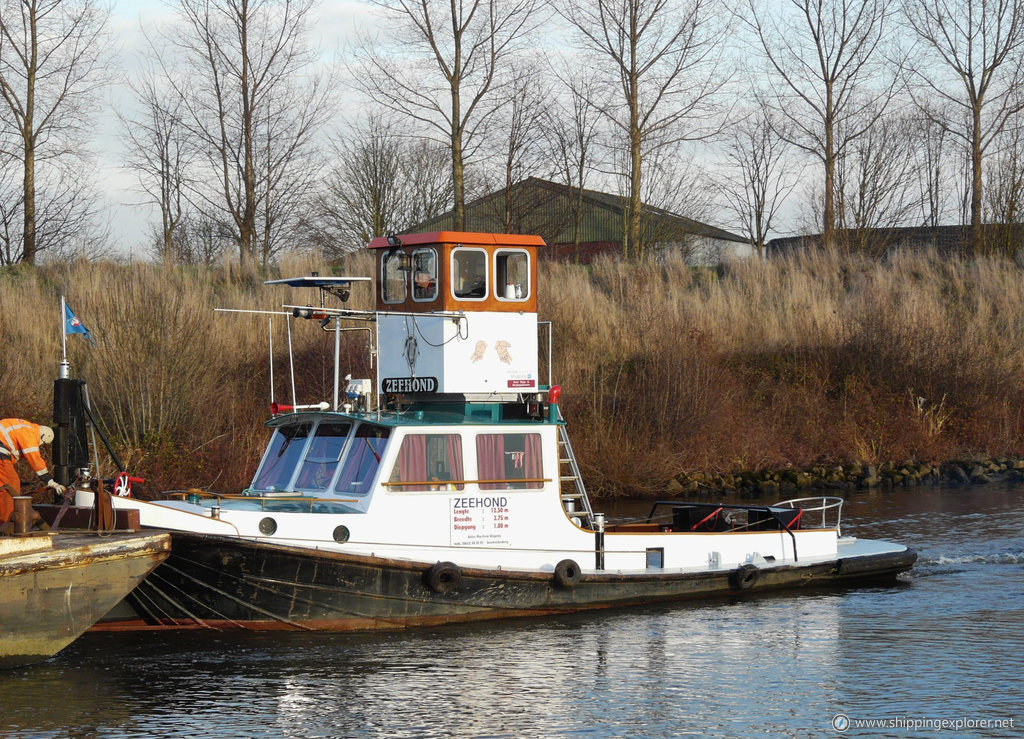 Zeehond