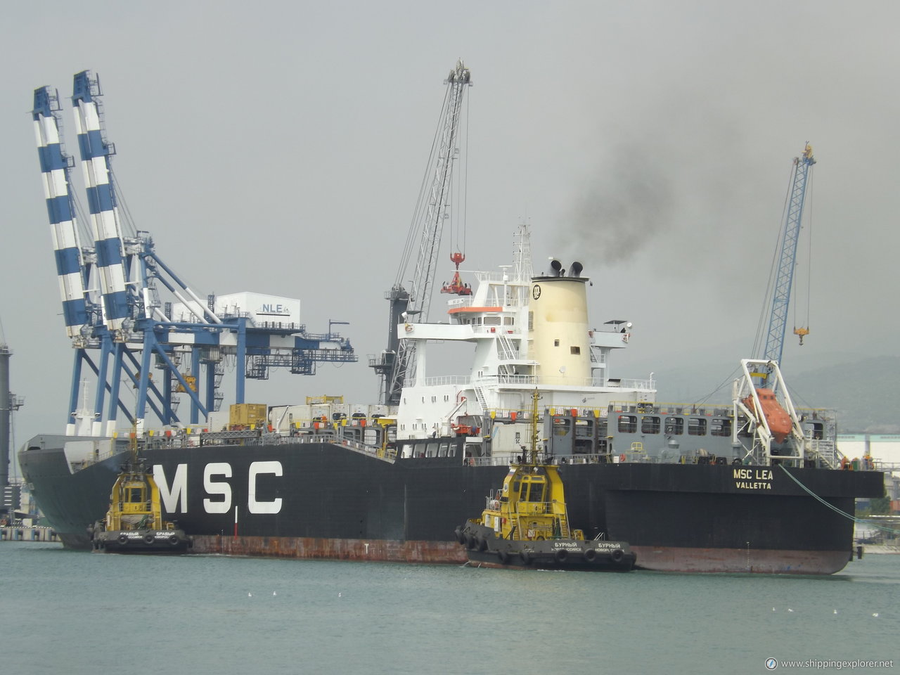 MSC Lea II