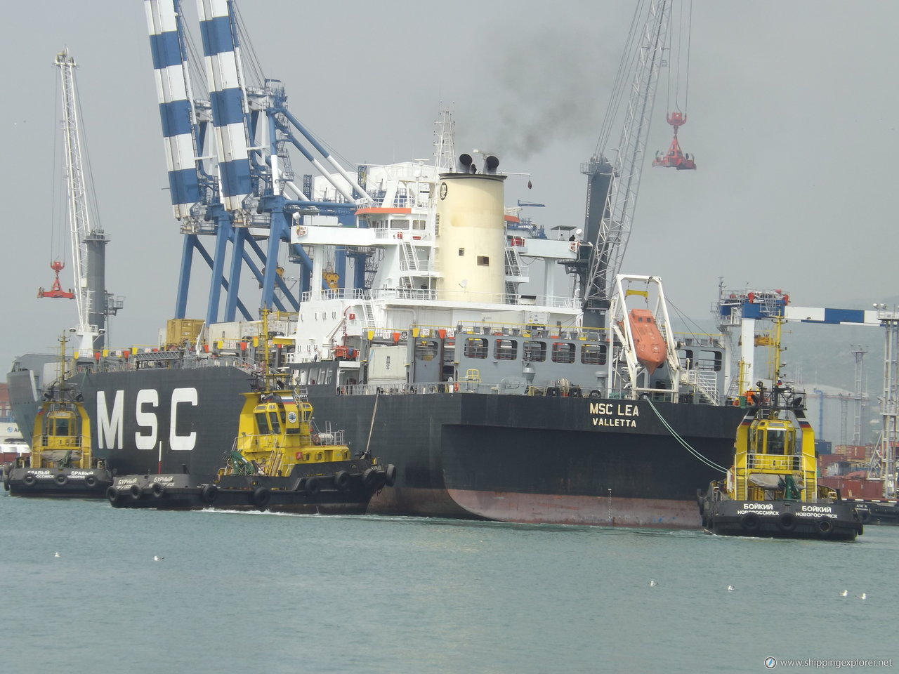 MSC Lea II