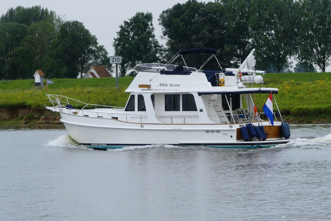 Wilde Zwaan